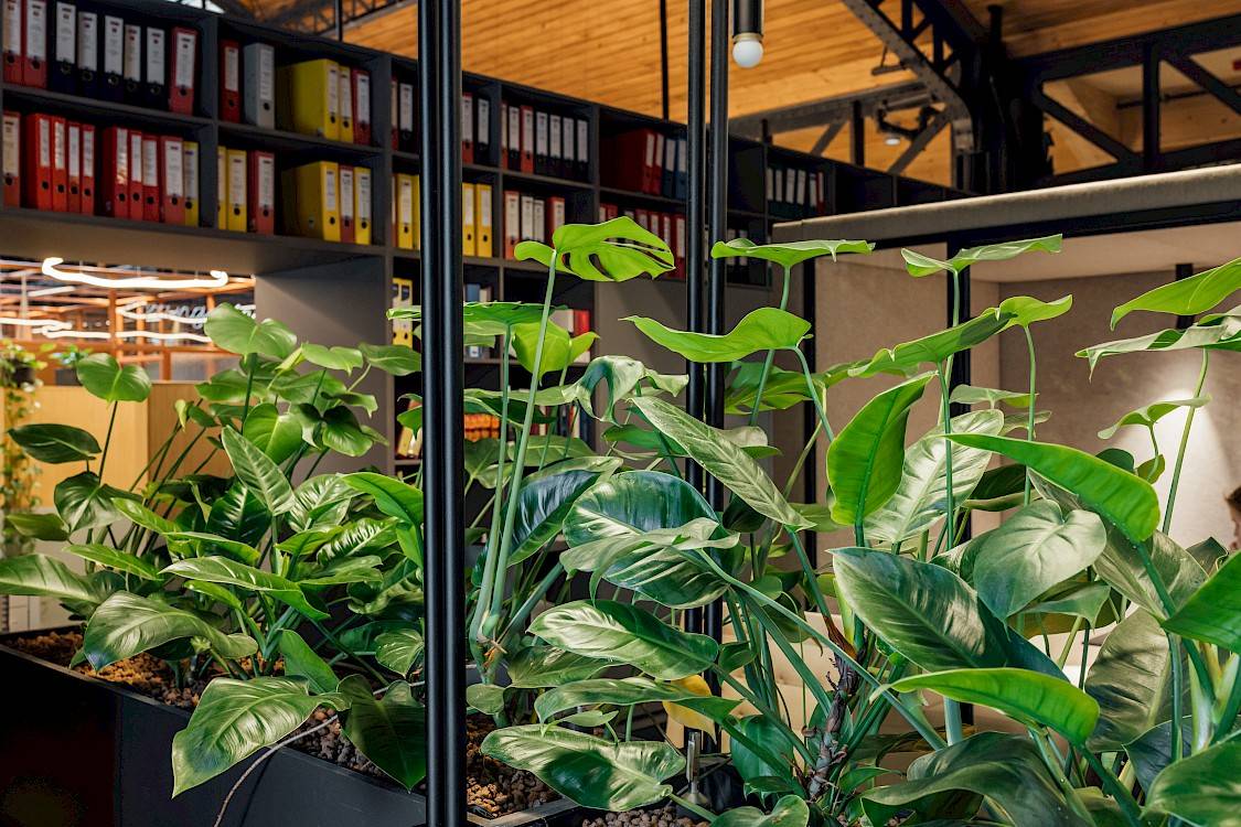 Planten in maatbakken op kantoor van Nextensa