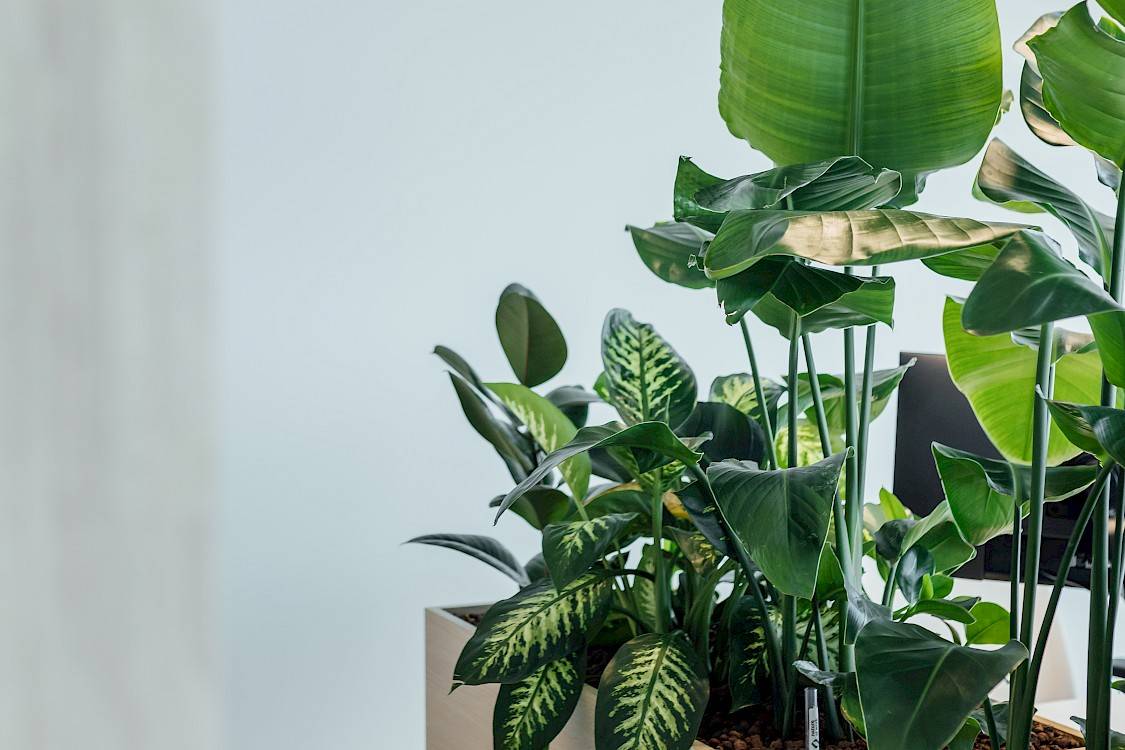Planten in maatbakken op kast in kantoren Cevi