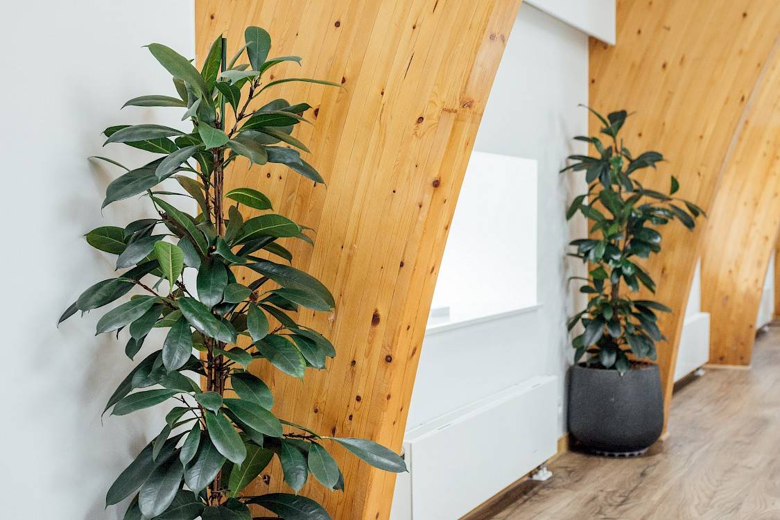 Planten in betonnen pot in gang