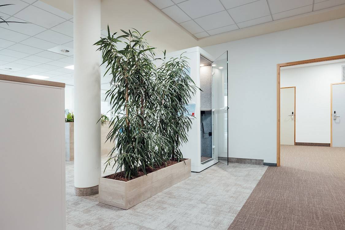 Langwerpige plantenbak als room divider met Ficus alii bij TUI Oostende
